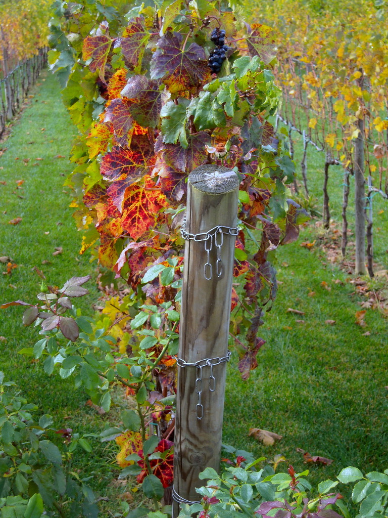 Fall in Umbria Food Tour: Truffles, Chocolate & Cheese