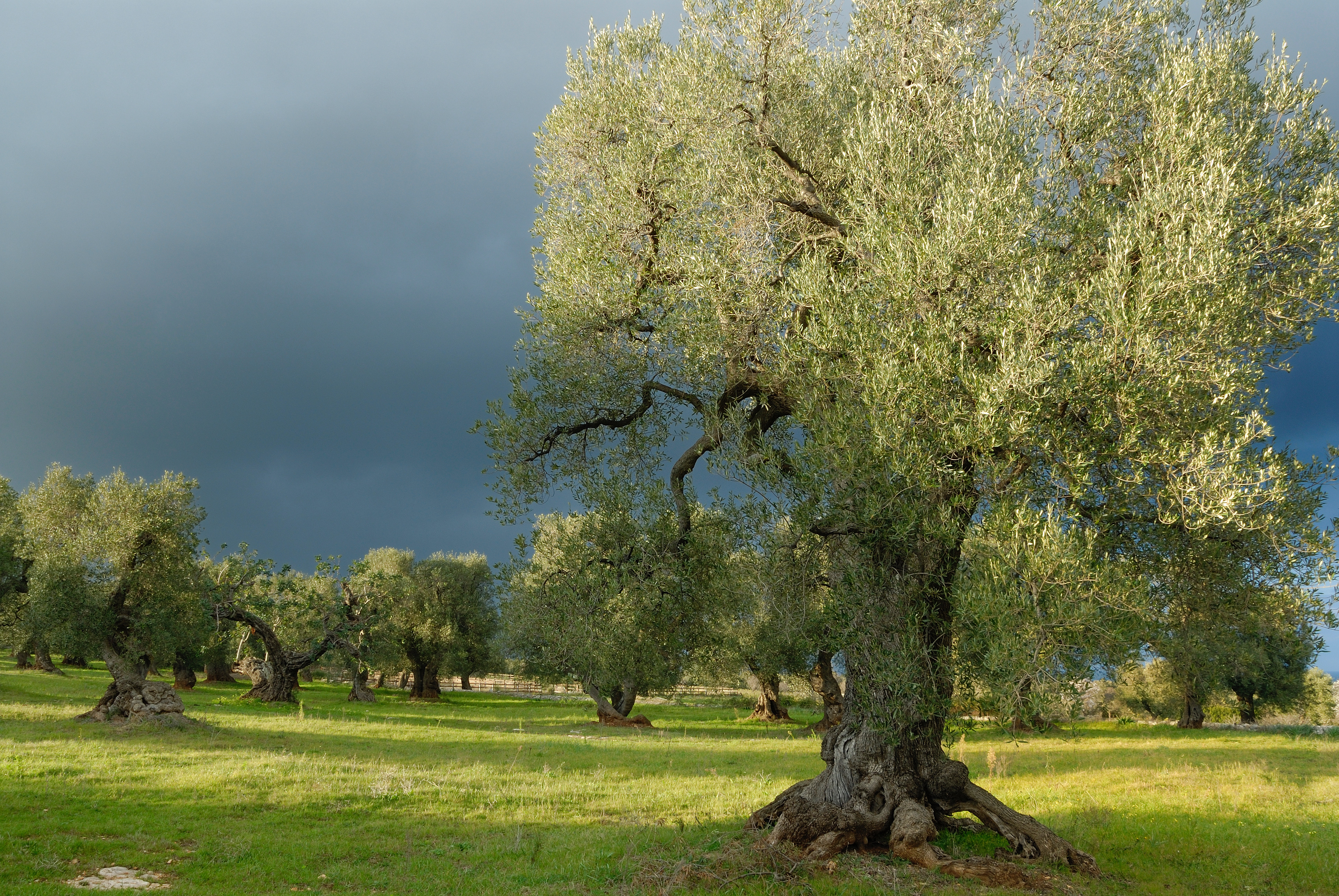 DAY 5 - OSTUNI AND PRIVATE DINING AMONG THE OLIVE GROVES & PASTA-MAKING CLASS