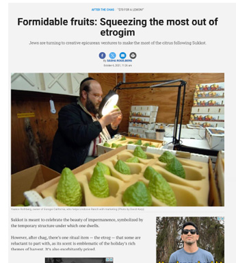 Formidable fruits: Squeezing the most out of etrogim